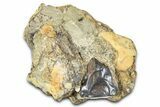 Fossil Triceratops Shed Tooth in Sandstone - Wyoming #379872-1
